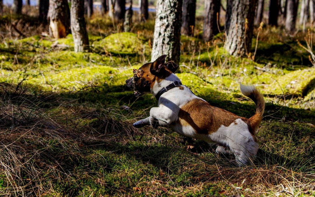 Uge 42 – Er din hund beskyttet mod flåter?