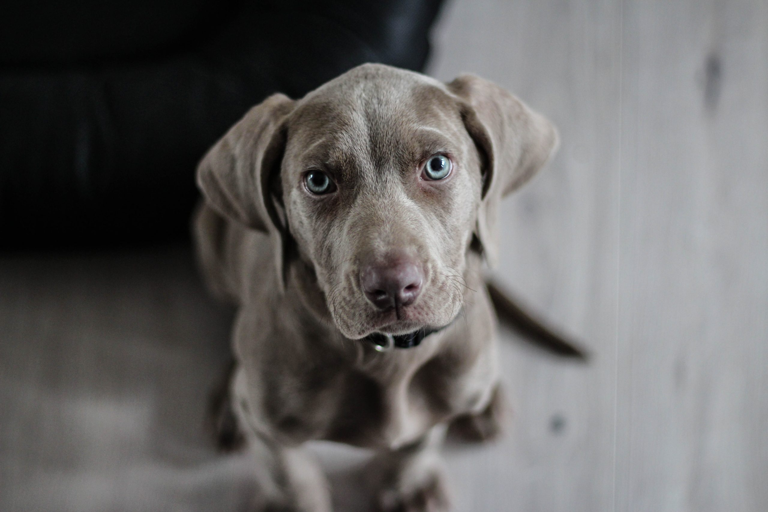 Grå labrador der sidder på gulvet og kigger direkte ind i kamera linsen