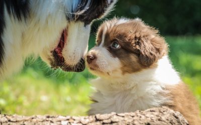 Uge 6 – Gode hundemanér & planlægning af turen hjem