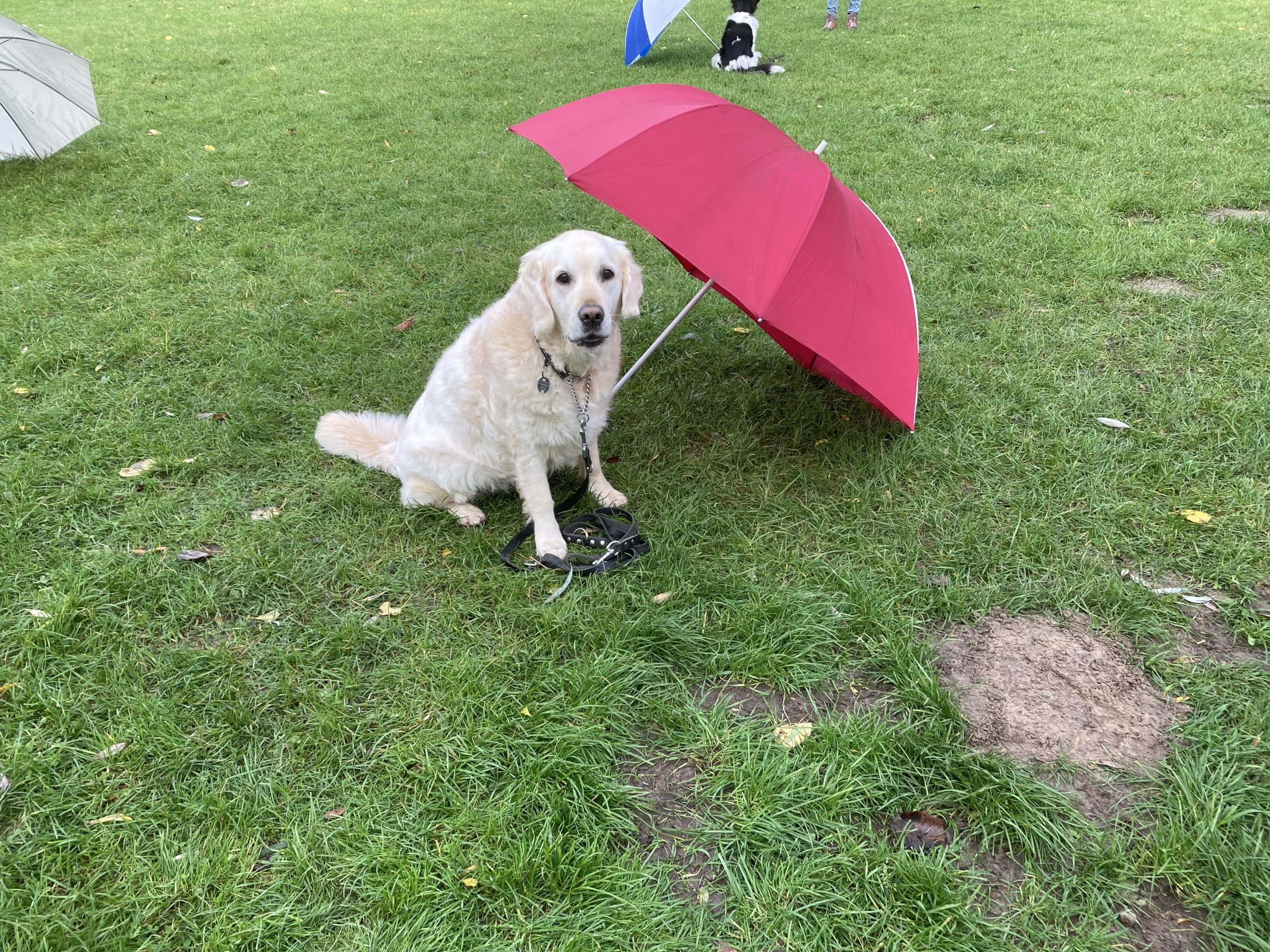 Depressie kader Absoluut Onder moeders paraplu – Hondenvereniging Elburg