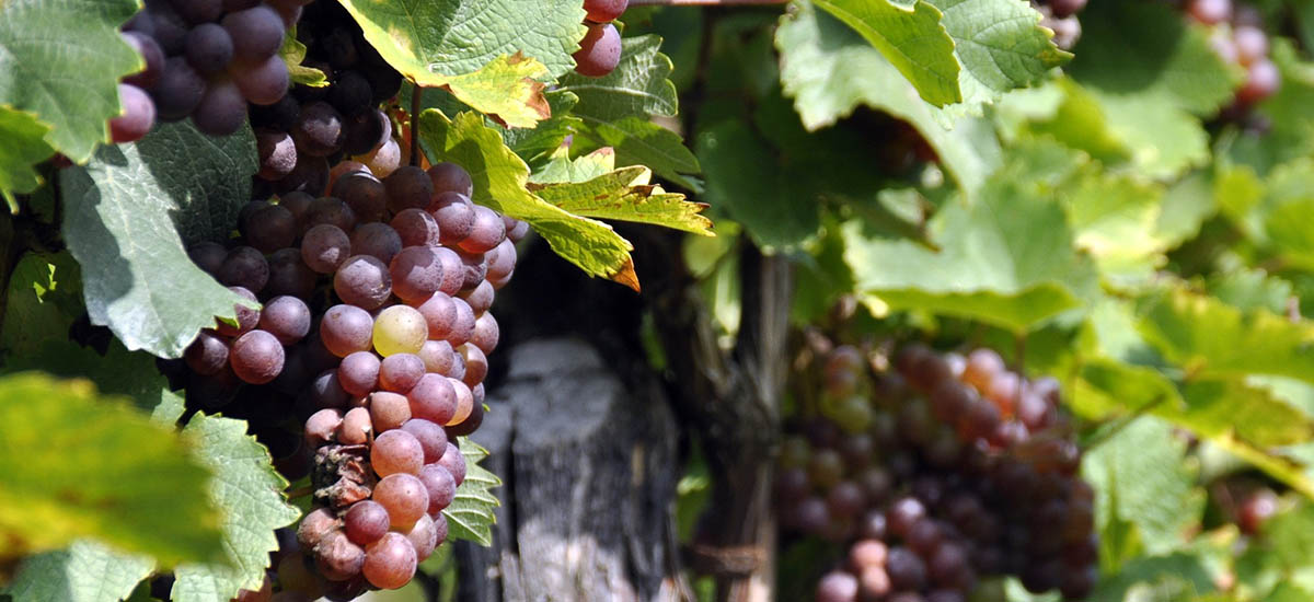 oppskrift på vin av blå druer oppskrift på vin av blå druer