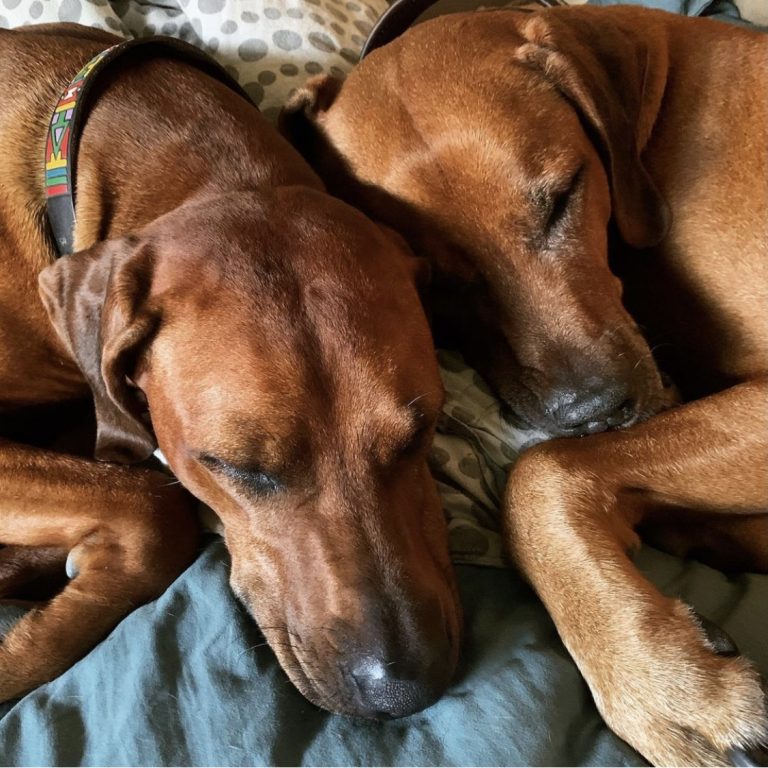 hvirvelvinden rhodesian ridgeback Hannibal og Nubia