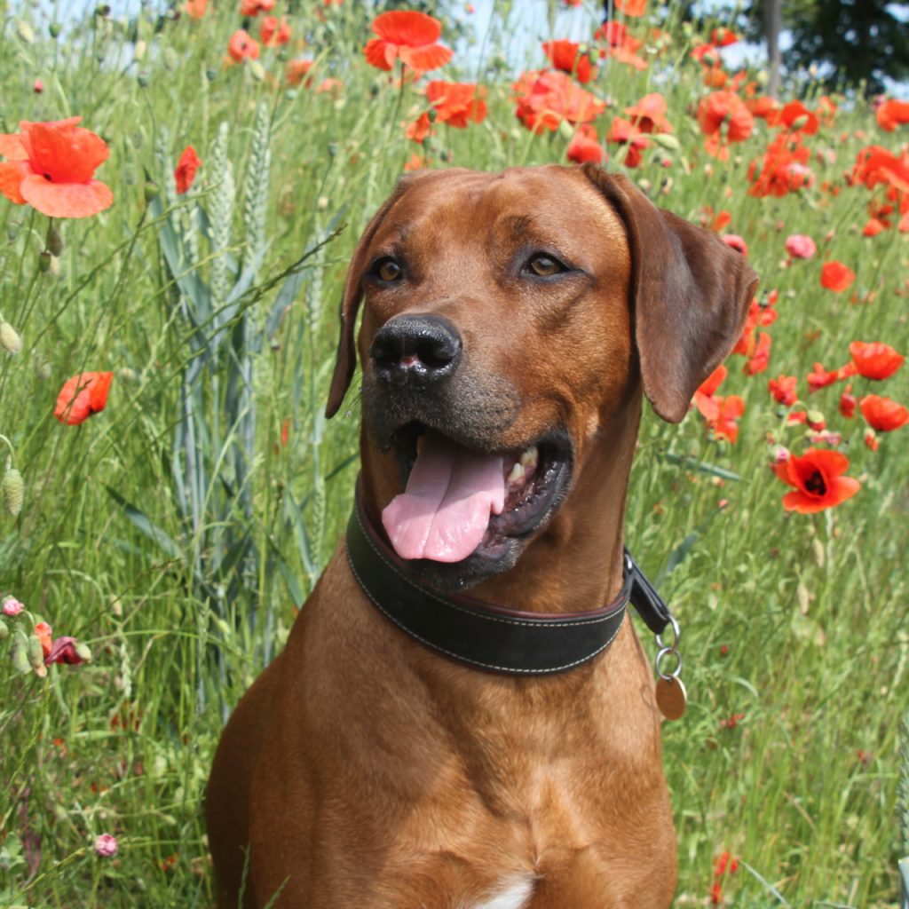 Hannibal Rhodesian Ridgeback kennel Hvirvelvinden