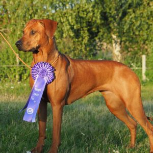 Nubia Juani Bayani Etosha Hvirvelvinden Rhodesian Ridgeback kennel Hvirvelvinden