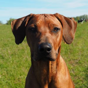 Nubia Juani Bayani Etosha Hvirvelvinden Rhodesian Ridgeback kennel Hvirvelvinden