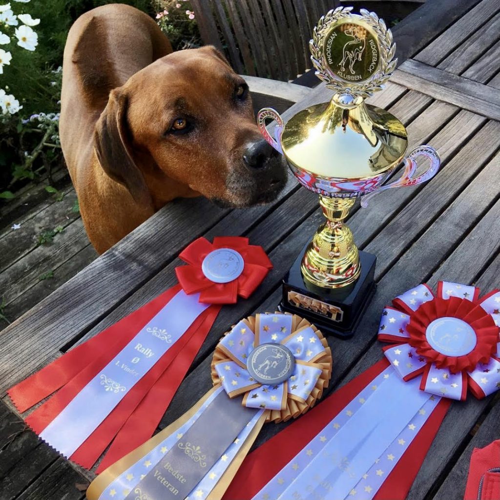 Hannibal kennel Hvirvelvinden Rhodesian Ridgeback opdrætter