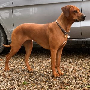 Nubia Juani Bayani Etosha Hvirvelvinden Rhodesian Ridgeback