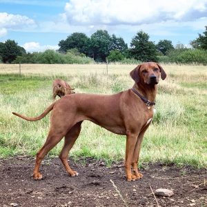 Nubia Juani Bayani Etosha Hvirvelvinden Rhodesian Ridgeback