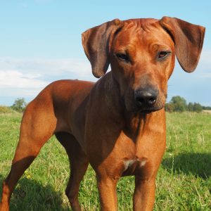 Nubia Juani Bayani Etosha Hvirvelvinden Rhodesian Ridgeback