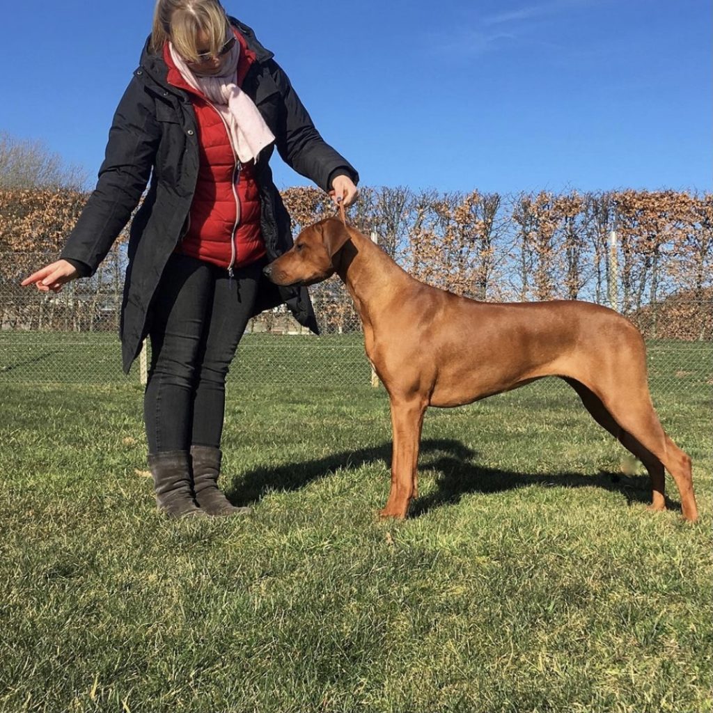 Kennel Hvirvelvinden Rhodesian Ridgeback