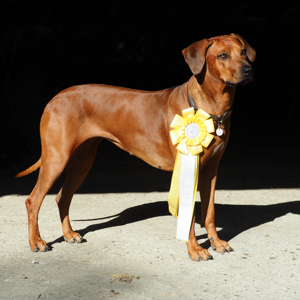 Nubia HVALPEPLANER - Juani Bayani Etosha kennel Hvirvelvinden Rhodesian Ridgeback