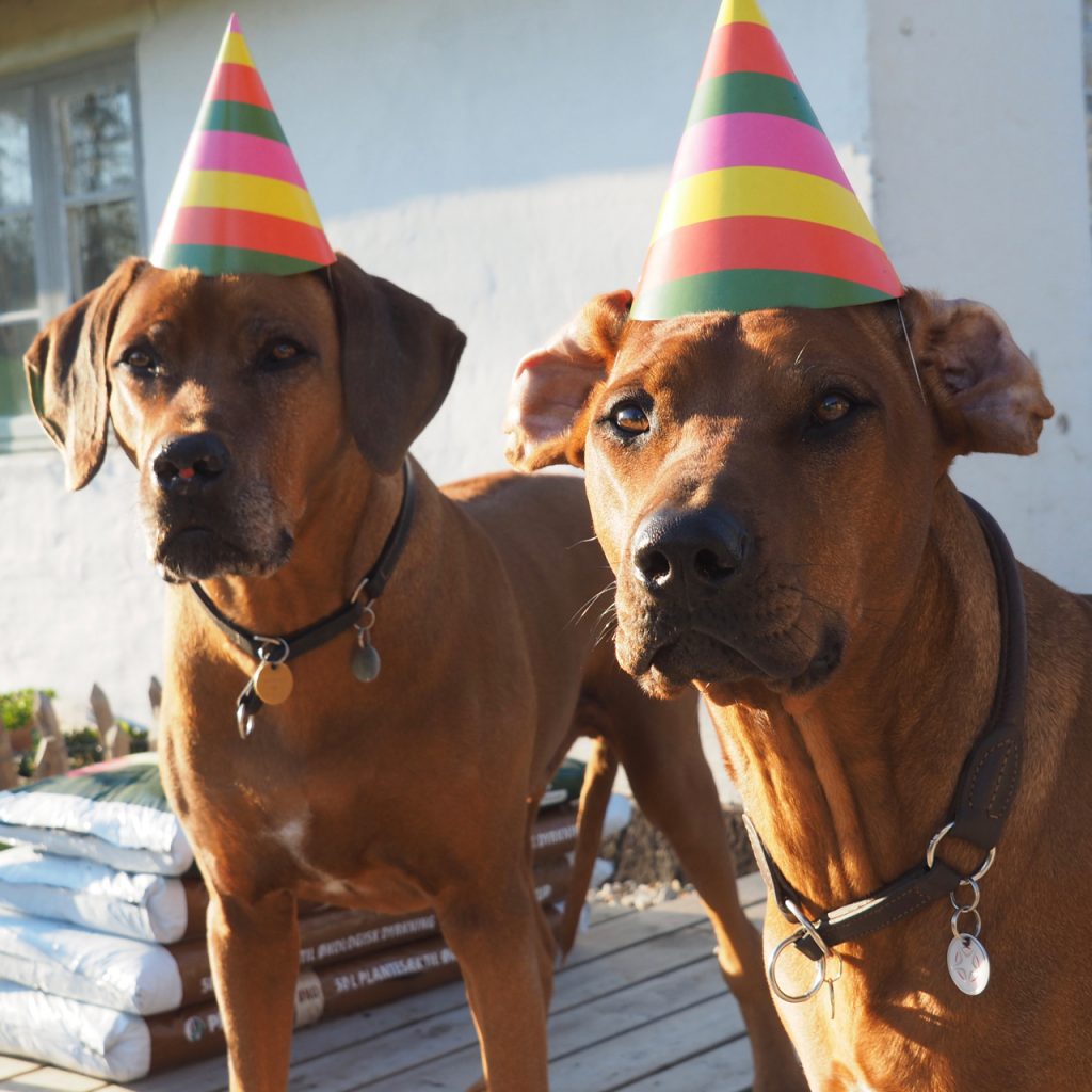 rhodesian ridgeback