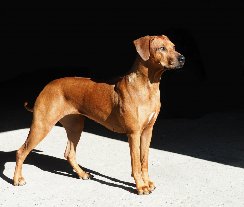 rhodesian ridgeback