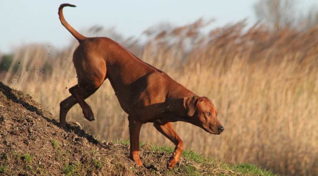 Rhodesian Ridgeback Nubia Kennel Hvirvelvinden anbefaler