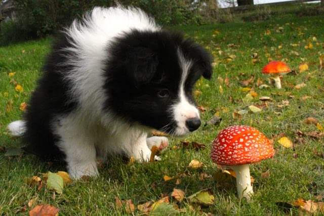 Border Collie Terkel og rød fluesvamp - skal du ringe til dyrlægen?