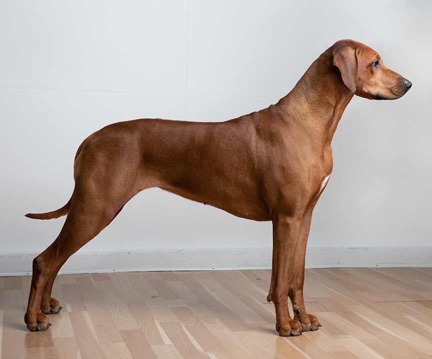 Rhodesian Ridgeback Juani Bayani Etosha "Nubia" kennel Hvirvelvinden