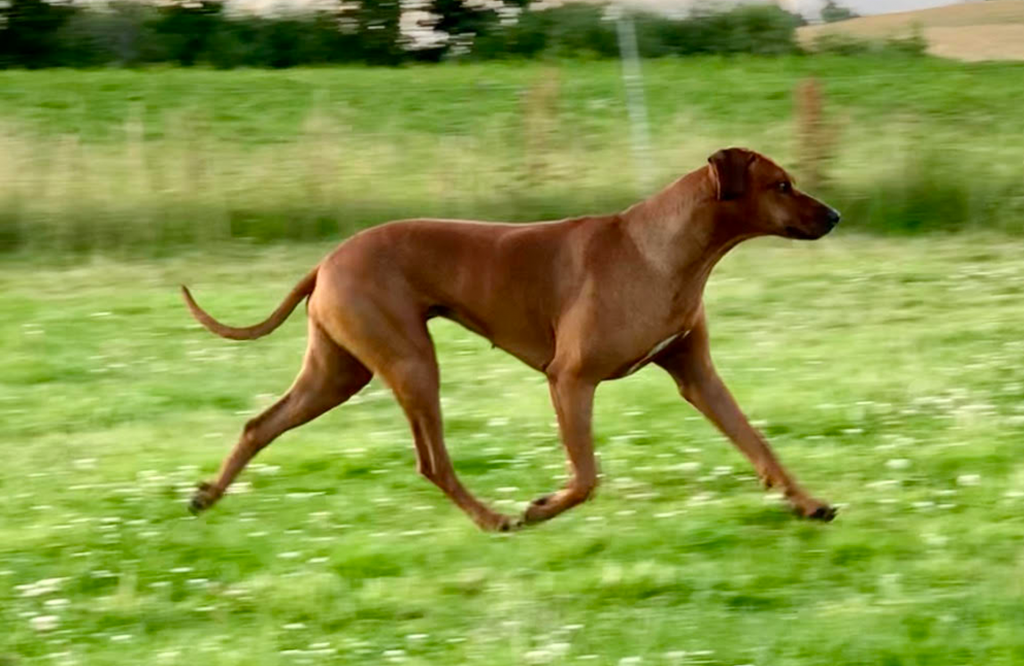 Nubia Juani Bayani Etosha Hvirvelvinden Rhodesian Ridgeback