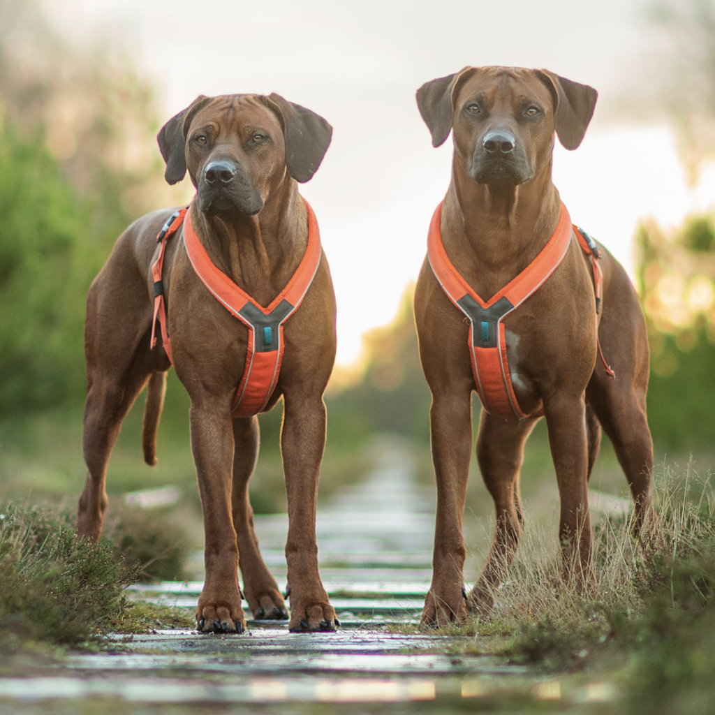 Kennel Juani Jabali & Jelly i seler fra Non-stop Dogwear