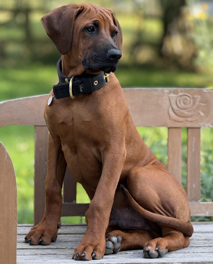 Rhodesian Ridgeback hvalp Midas sidder på en bænk iført et bredt halsbånd