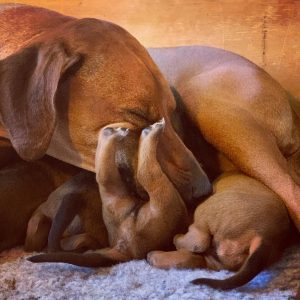 Nubia med hvalpe i fødekassen hos Kennel Hvirvelvinden Rhodesian Ridgeback.