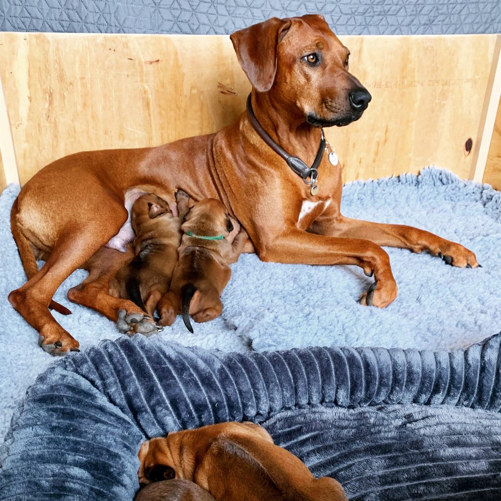 Nubia med hvalpe, kennel Hvirvelvinden Rhodesian Ridgeback