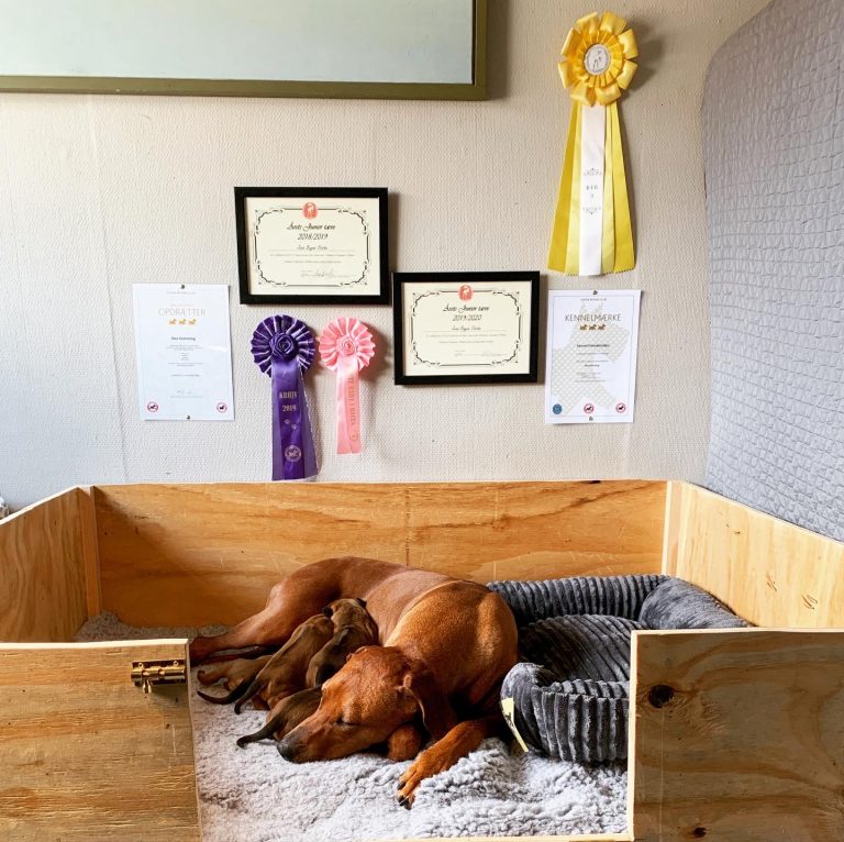 Rhodesian Ridgeback hvalpe fra Kennel Hvirvelvinden i Helsinge, Nordsjælland