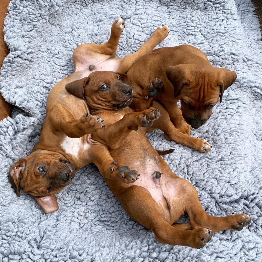 Hvalpebunke i Hvirvelvinden Rhodesian Ridgeback