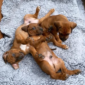 Hvalpebunke i Hvirvelvinden Rhodesian Ridgeback