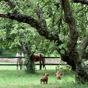 Rhodesian ridgeback hvalpe fra Kennel Hvirvelvinden i Helsinge, Nordsjælland