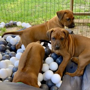 frække hvalpe fra kennel hvirvelvinden rhodesian ridgeback