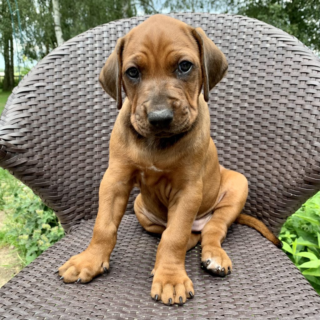 Hvirvelvinden Arkibald "Rufus" Rhodesian Ridgeback hvalp