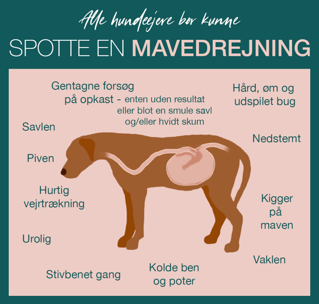 Infografik med de mest almindelige symptomer på mavevending hos hunde