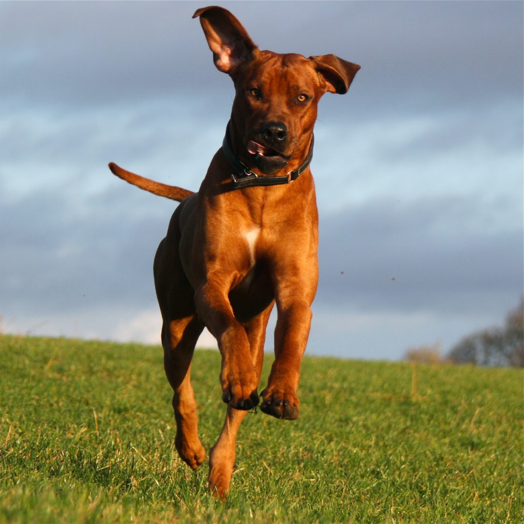 Hannibal Rhodesian Ridgeback kennel Hvirvelvinden