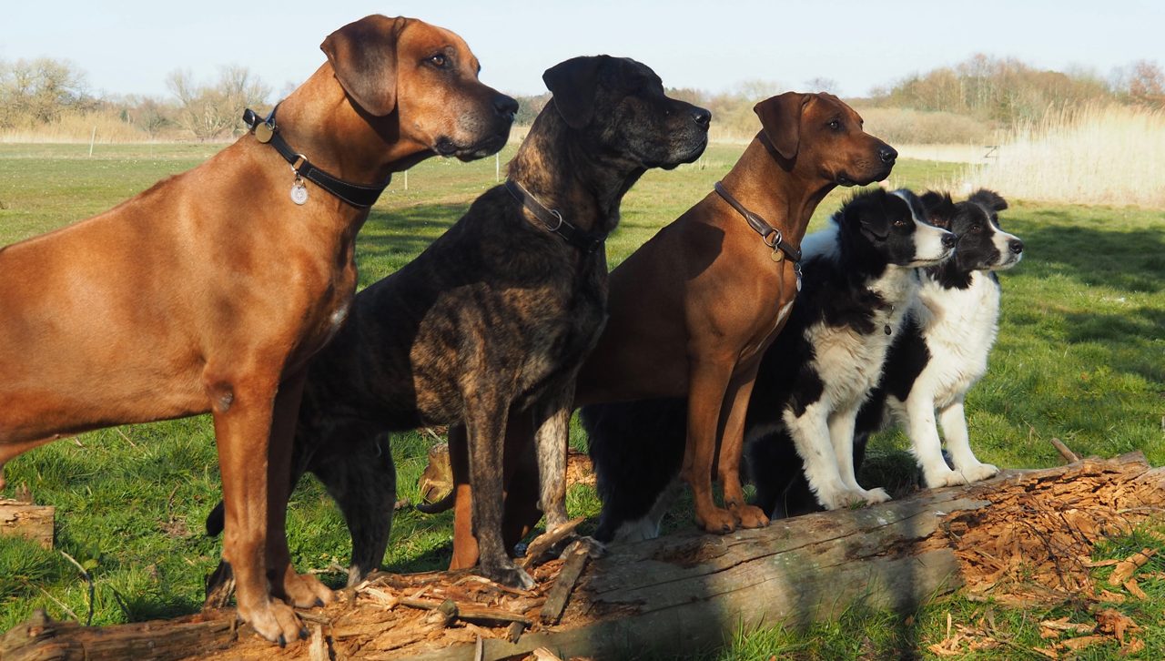 Hundebanden på Engholm