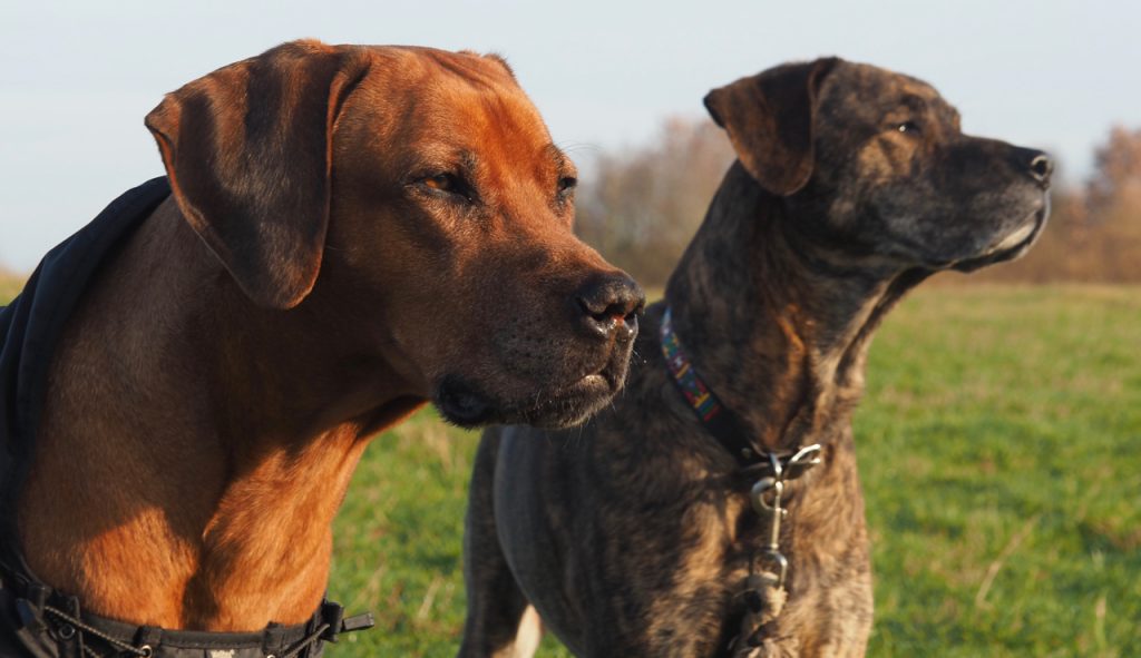 bartok og hannibal har glæde af LDN til hunde