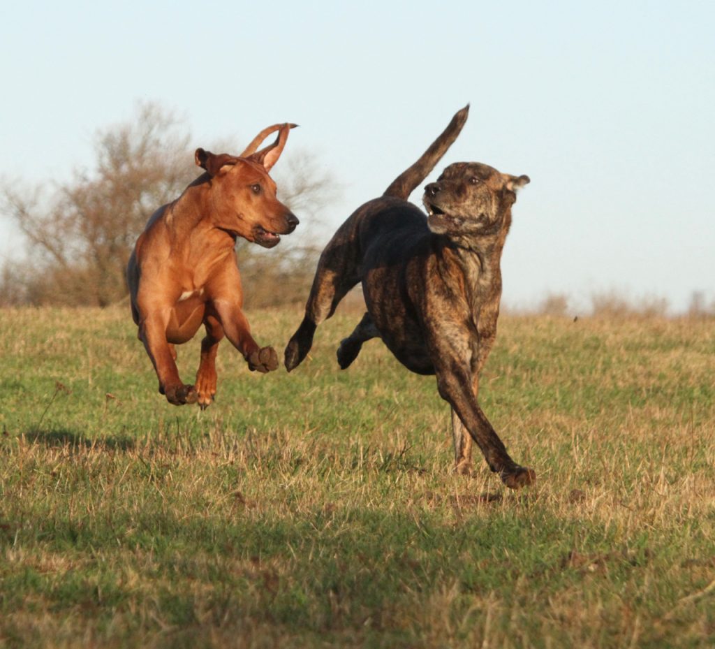 LDN til hunde - HVIRVELVINDEN