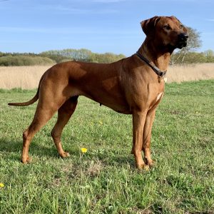 Nubia Juani Bayani Etosha Hvirvelvinden Rhodesian Ridgeback