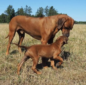 Rhodesian Ridgebacks