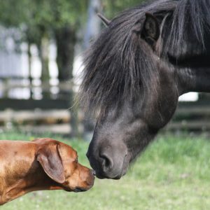 Hvirvelvinden Rhodesian Ridgeback & Engholm Islandske Heste