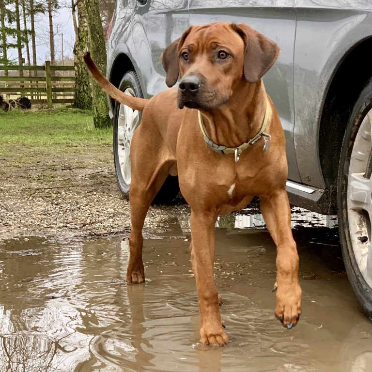 Rhodesian Ridgeback Hvirvelvinden Aldebaran "Marvin"