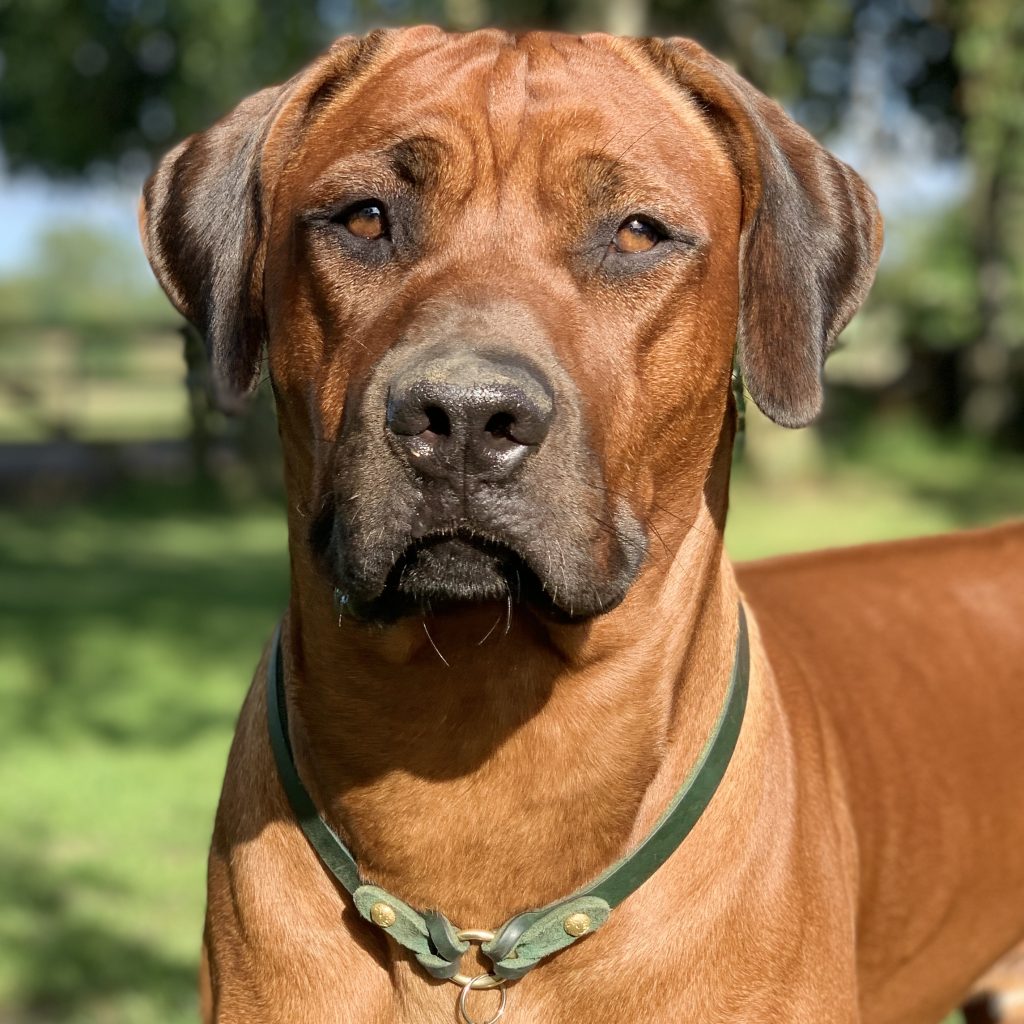 Hvirvelvinden Aldebaran "Marvin" Rhodesian Ridgeback