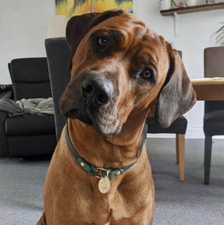 Hvirvelvinden Aldebaran "Marvin" Rhodesian Ridgeback hvalp