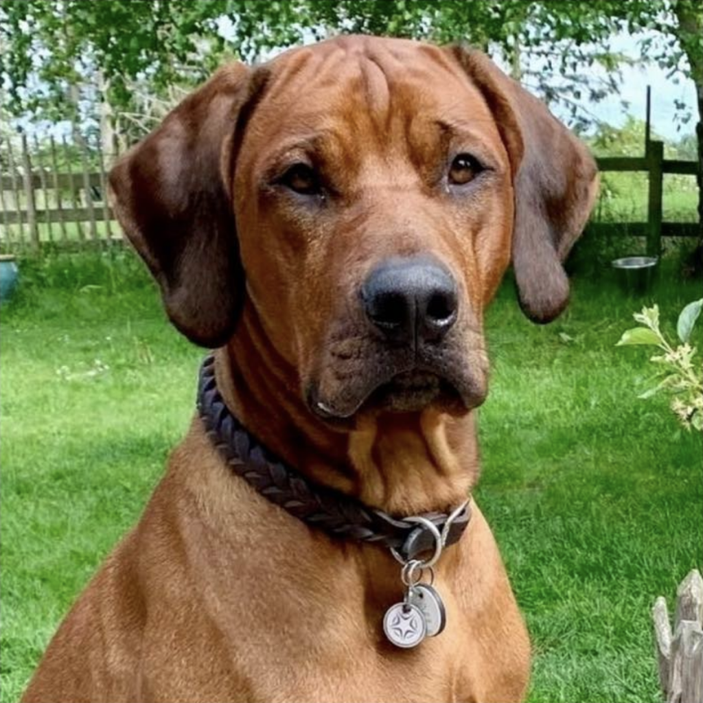 Hvirvelvinden Aranis "Storm" Rhodesian Ridgeback