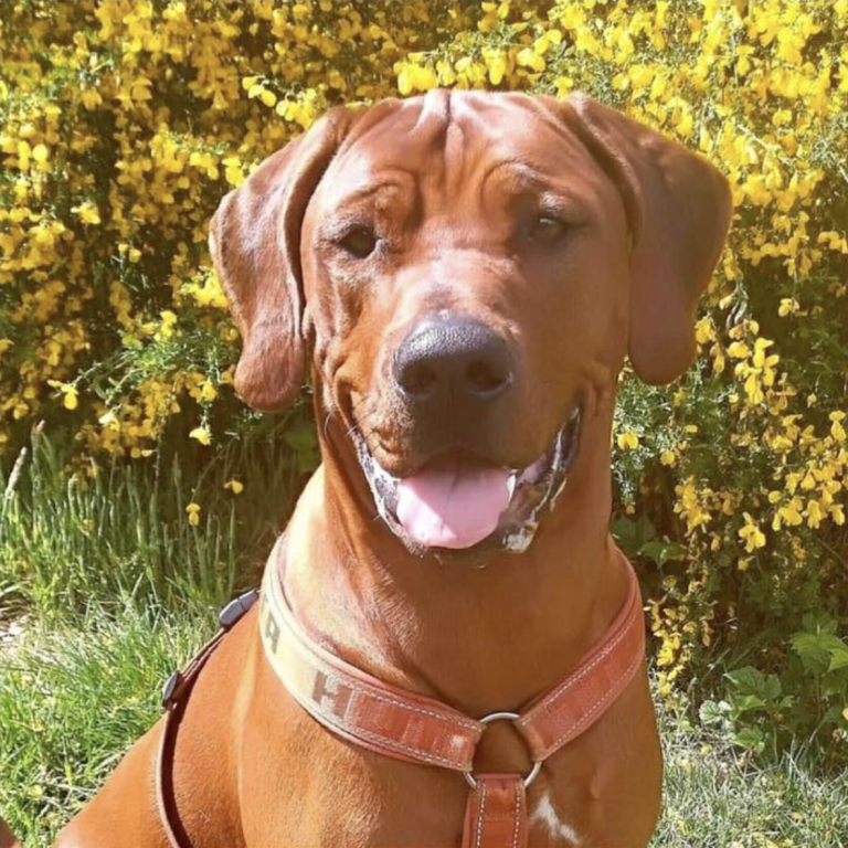 Hvirvelvinden Arkibald "Rufus"