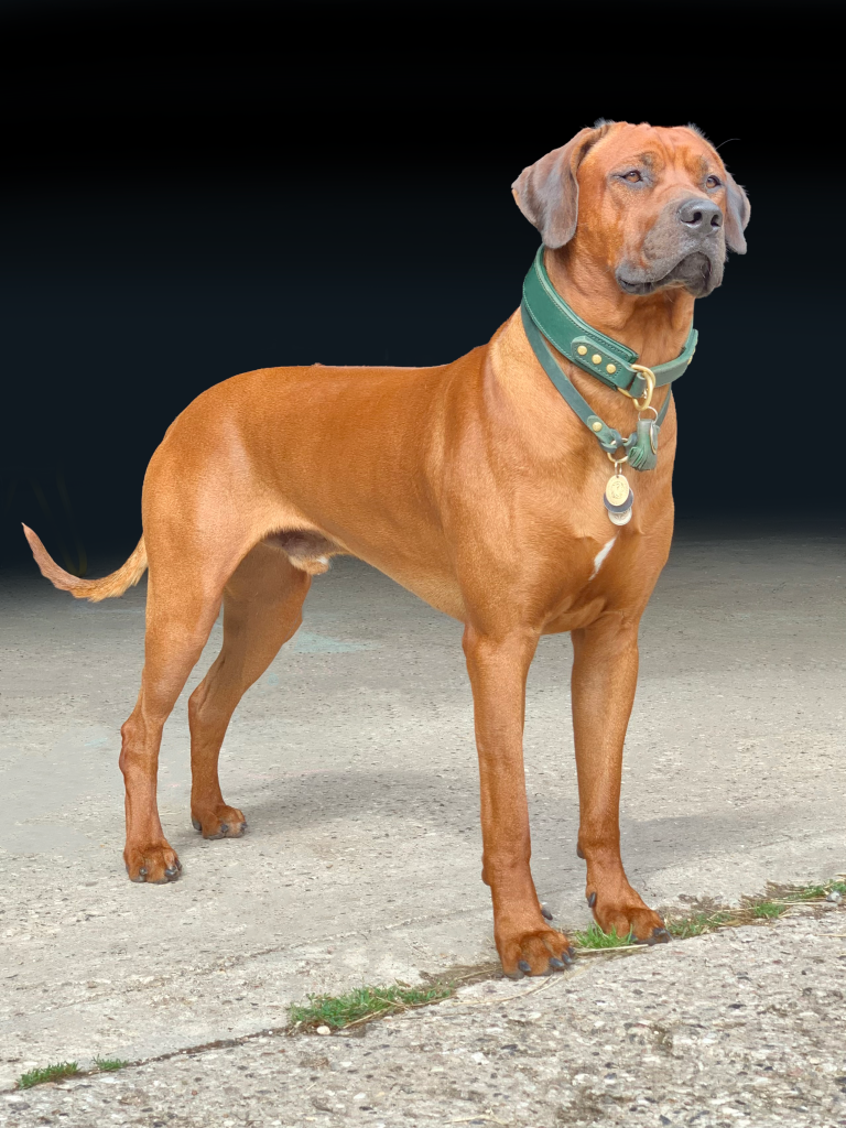 Hvirvelvinden Aldebaran "Marvin" Rhodesian Ridgeback hvalp