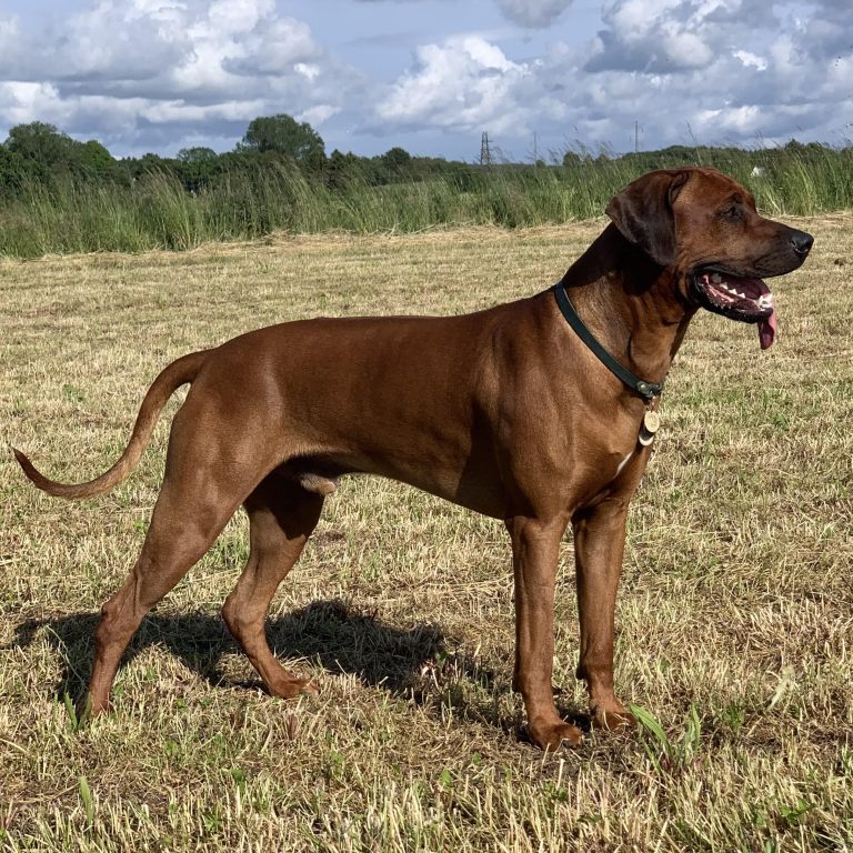 Marvin Rhodesian Ridgeback Hvirvelvinden
