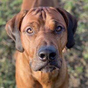 Rhodesian Ridgeback Storm - Hvirvelvinden Aranis