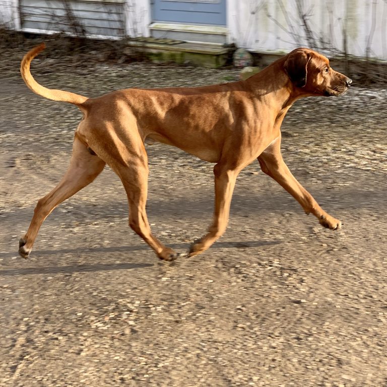 Rhodesian Ridgeback Storm - Hvirvelvinden Aranis