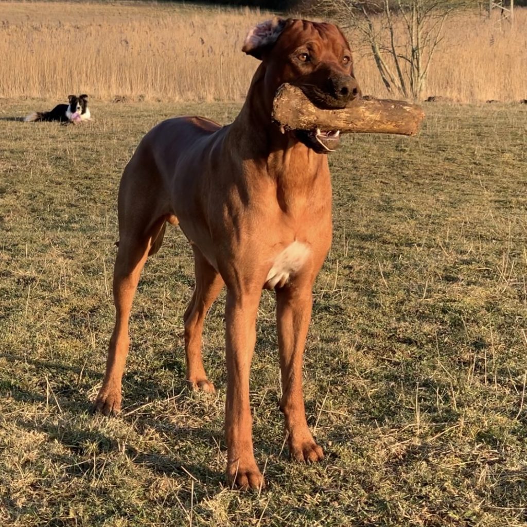 Rhodesian Ridgeback Storm - Hvirvelvinden Aranis