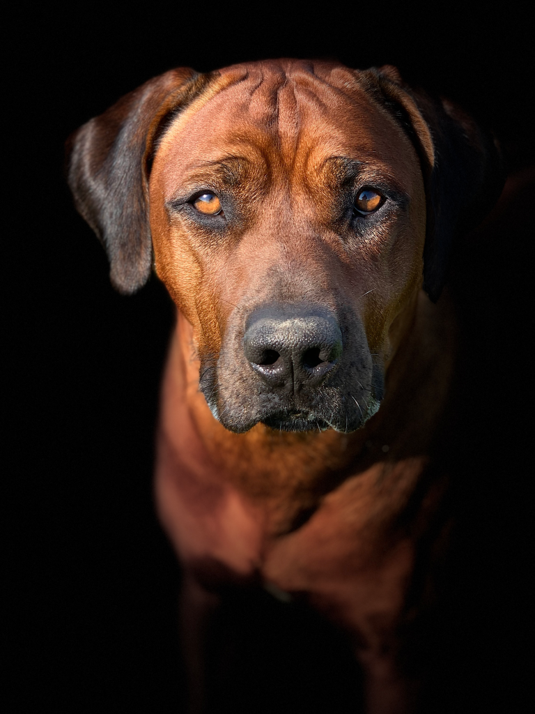 Hvirvelvinden Aldebaran "Marvin" Rhodesian Ridgeback hvalp